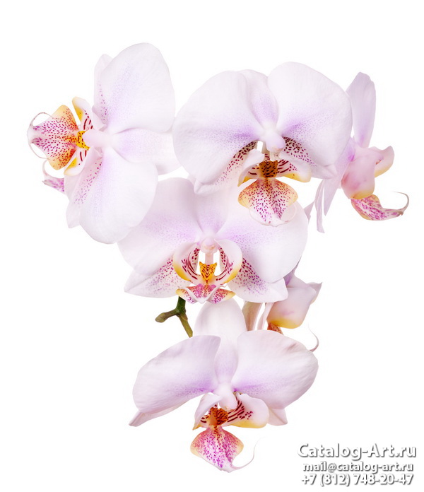 Натяжные потолки с фотопечатью - Белые орхидеи 16